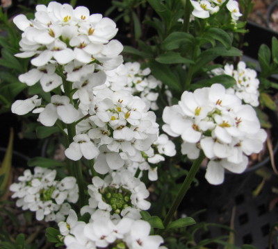 Iberis sempervirens 'Snowflake' 